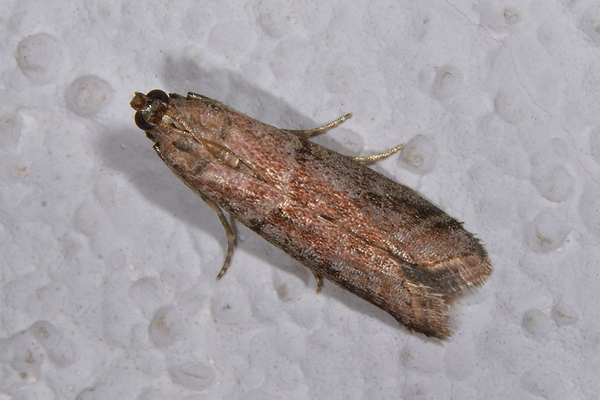 Pyralidae? S: Ephestia unicolorella  (cfr)